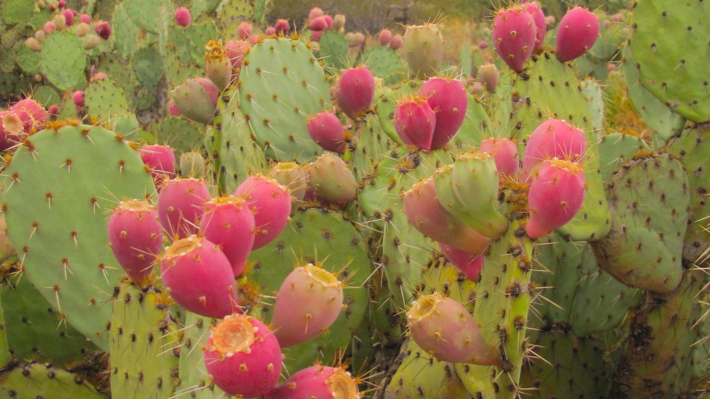 Prickly pear fruit